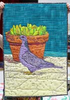 pigeon